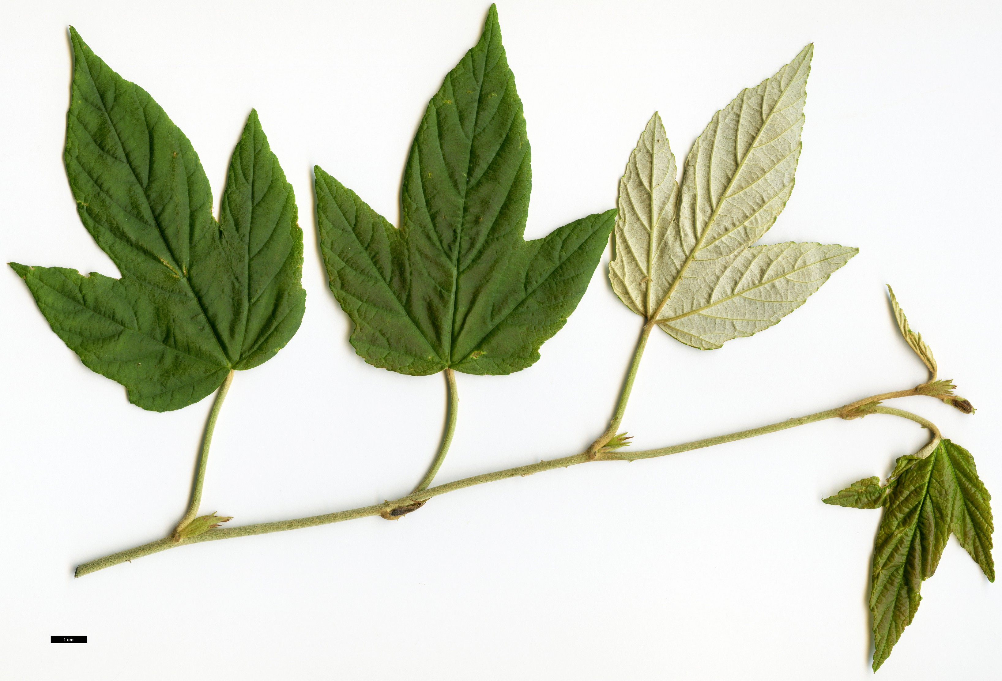 High resolution image: Family: Rosaceae - Genus: Rubus - Taxon: flagelliflorus High resolution image: Family: Rosaceae - Genus: Rubus - Taxon: flagelliflorus